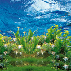 Tranh Dán Tường Cảnh Biển