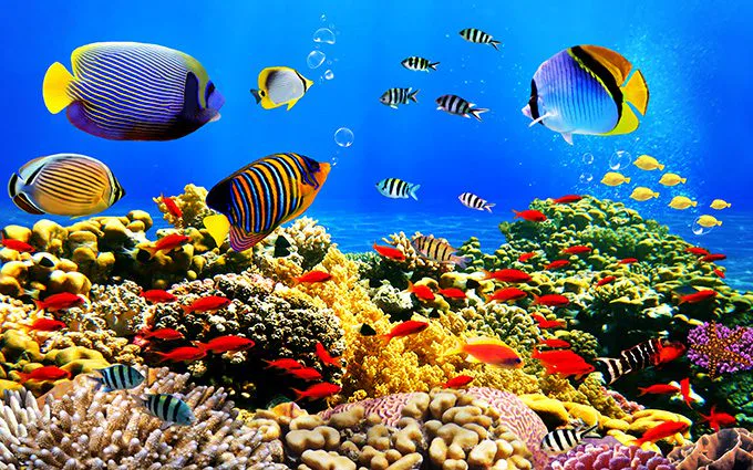 Tranh Dán Tường Cảnh Biển