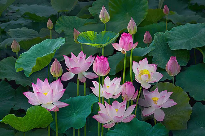 Tranh Dán Tường Hoa Sen