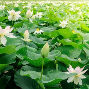 Tranh Dán Tường Hoa Sen 01