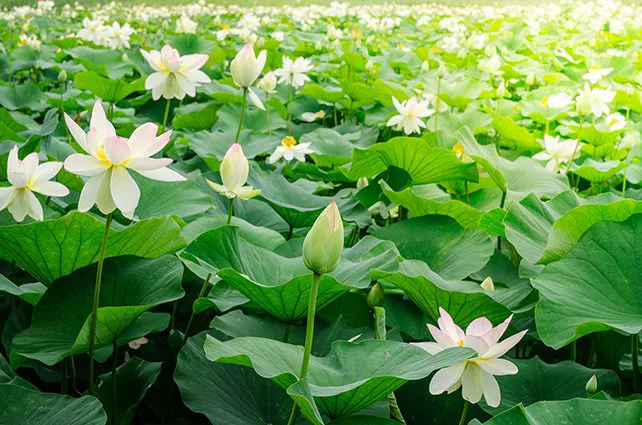 Tranh Dán Tường Hoa Sen 01