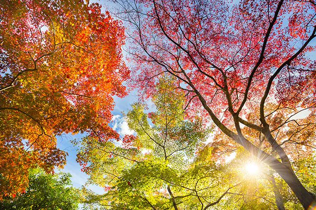 Tranh Dán Trần