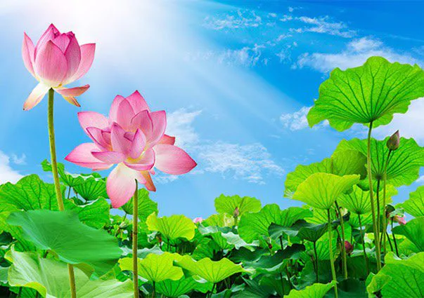 Tranh Dán Tường Hoa Sen